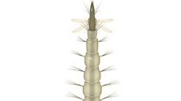 Sivrisinek Larva