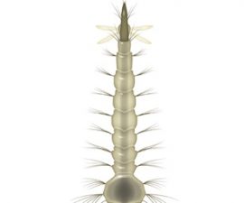 Sivrisinek Larva
